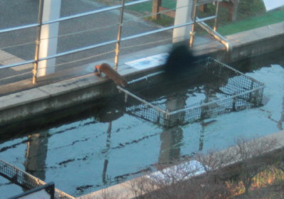 イタチ2