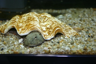 ayukake
