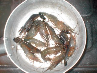 手長エビ12匹
