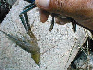 手長エビ