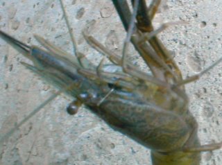 手長エビと針