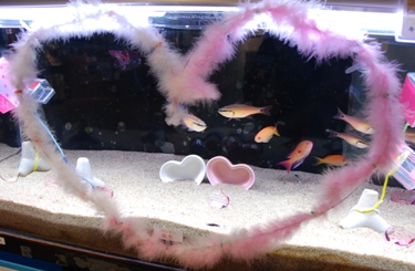 バレンタイン水槽