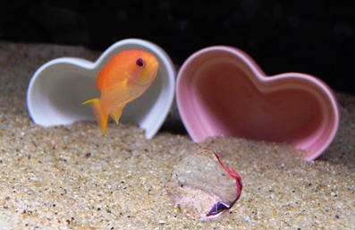 キンギョハナダイ