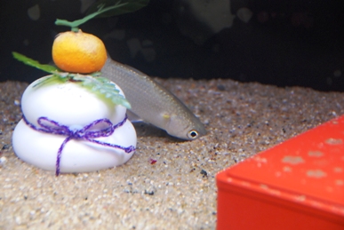 コボラ