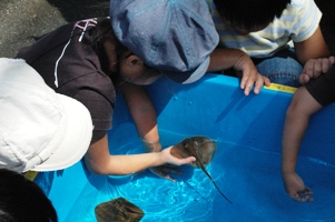 お魚に触りたい