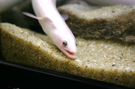 ウナギ2