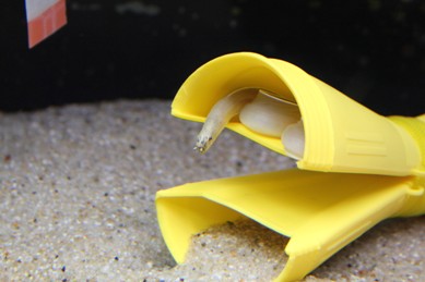 モヨウタケウツボ