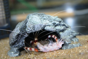 オトヒメエビ