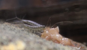 フナムシ1