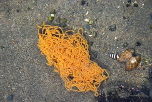 麺