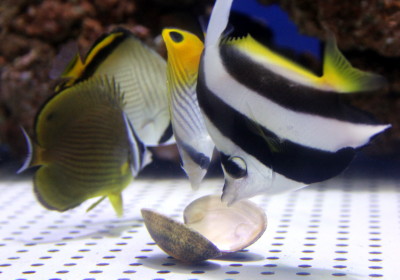 チョウチョウウオ