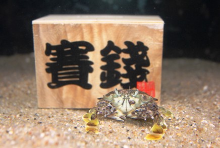 キンセンガニ