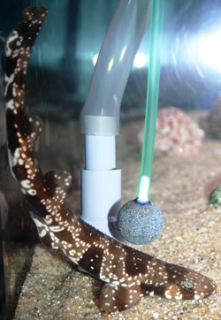 ハナチャン