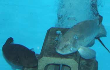 クエ2