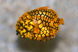 マツカサウオ