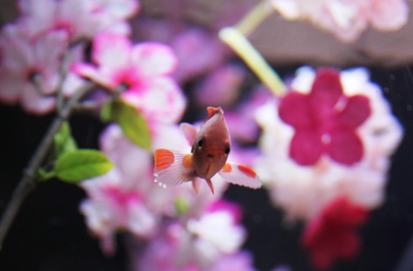 キンギョハナダイ