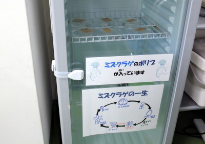 育成中