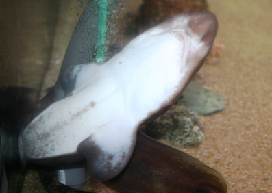 ナヌカザメ