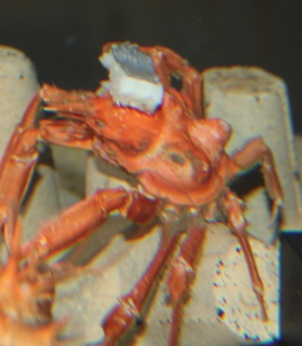 サガミモガニ2