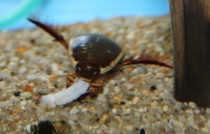 ゲンゴロウ