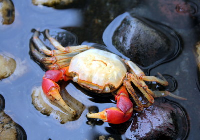 アカテガニの脱皮殻