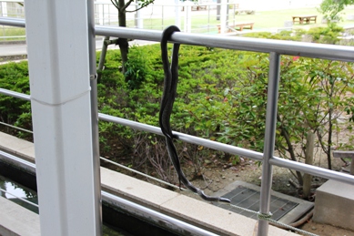 へび1