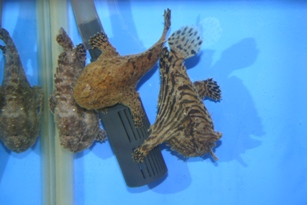 カエルアンコウ