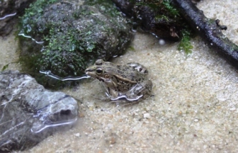 トノサマガエル