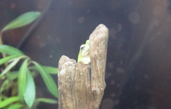 アマガエル