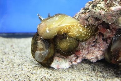 アマクサアメフラシ2