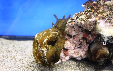 アマクサアメフラシ3