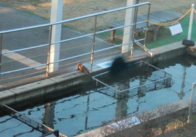 イタチ1