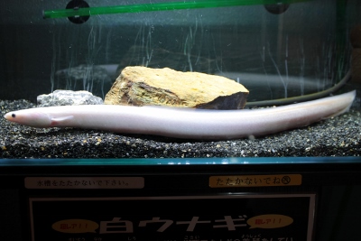 白ウナギ1