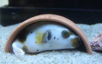 コクテンフグ