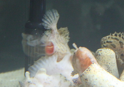 カエルアンコウ