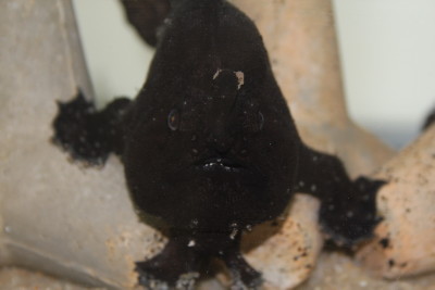 カエルアンコウ
