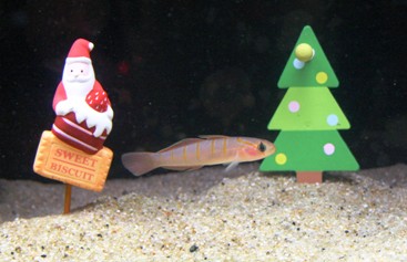 クリスマス水槽