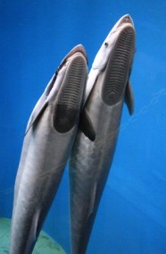 コバンザメ1