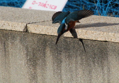 はんと2