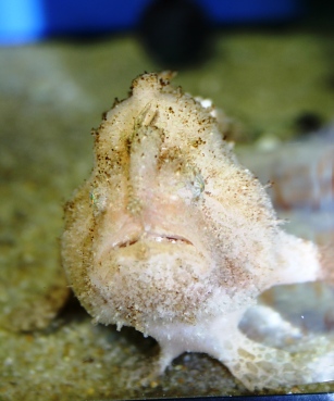 カエルアンコウ