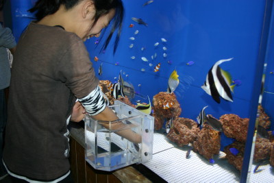 ふれあい水槽