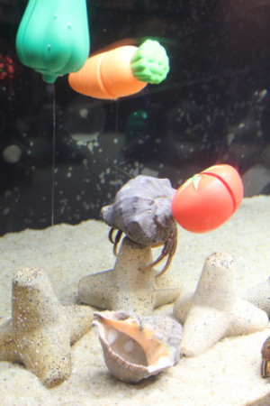 コブヨコバサミ
