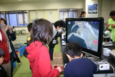 アリマ幼生