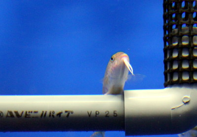 タカサゴヒメジ3