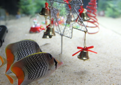 クリスマス水槽