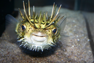 ハリセンボン3