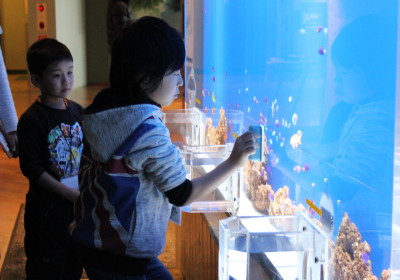 ふれあい水槽掃除