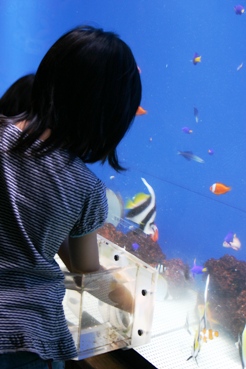 ふれあい水槽