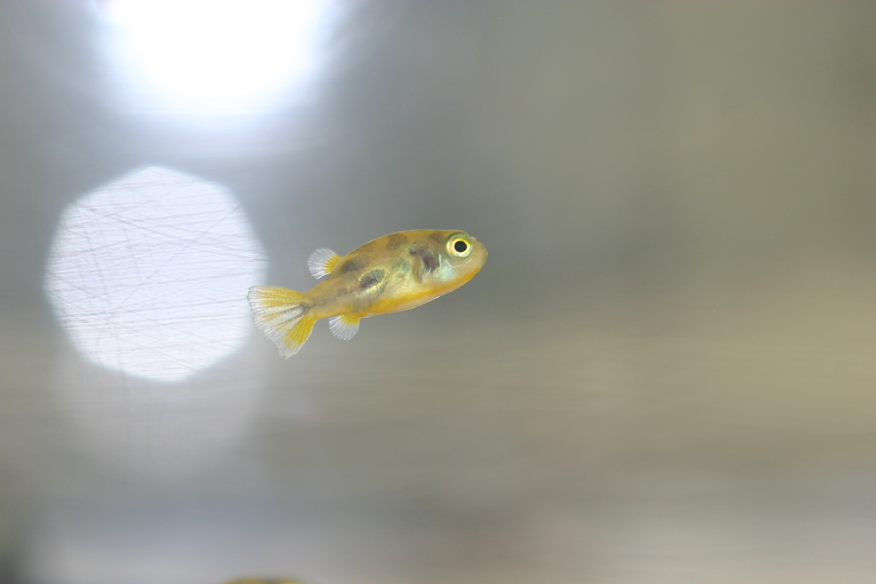 fugu